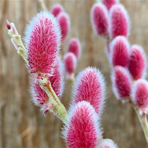 Pussy Willow Pink Variety Plants Cuttings Mt Aso Salix Fresh Cut