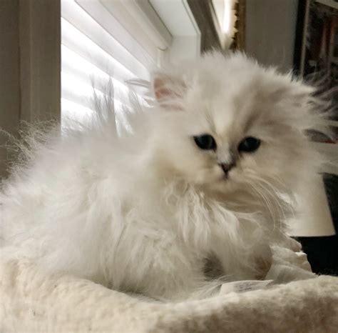 Persian Cat Breeders Websites - KittySites.Com