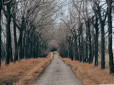 Trees Along The Road Wallpapers Wallpaper Cave