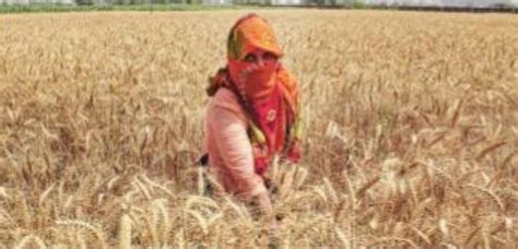 Unseasonal Rains Hit Msp Wheat Procurement