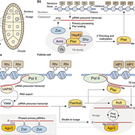 The Short Interfering Rna Sirna And Piwi Interacting Rna Pirna