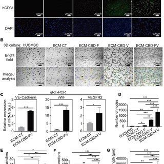 Xenograft Formation Of Different Kinds Of Ecm Mixed With Hucmscs In