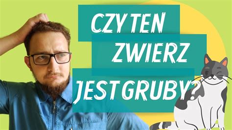 Czy M J Zwierzak Jest Za Gruby Jak Ocenia Kondycj Zwierz T