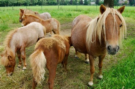 The Shetland Pony: Ultimate Homestead Helper - Off The Grid News