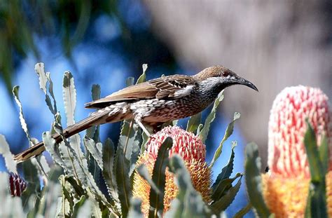 wattlebird  australian museum