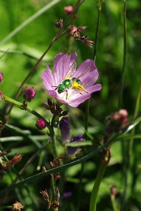 “Buzzing” Pollinator Habitats are Vital to Nevada’s Ecosystems, Public
