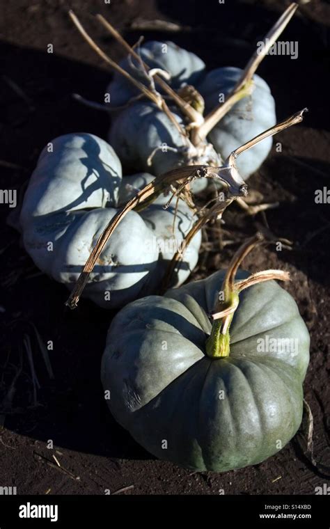 The green pumpkins Stock Photo - Alamy