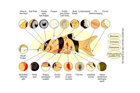 Freshwater Aquarium Illnesses