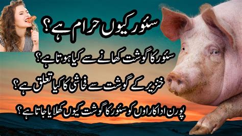 Suar Kyu Haram Hai Why Pork Meat Is Haram In Islam Khinzeer Pig Ka