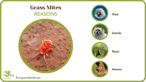 Grass Mites Possible Reasons And The Right Solutions Evergreen Seeds