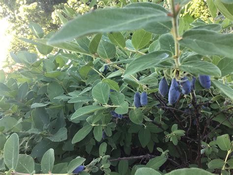 Haskap Berries From Native Honeysuckle To Super Fruit Fifty Five Plus