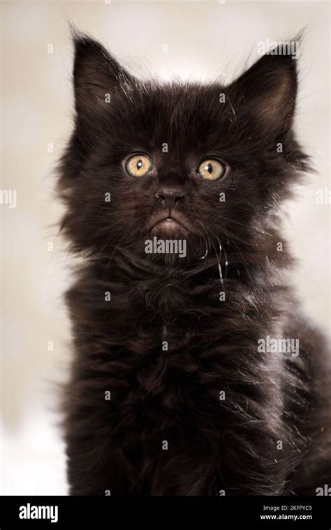 black Maine Coon kitten Stock Photo - Alamy