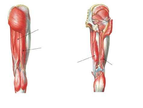 Muscles Of The Posterior Thigh Diagram Quizlet