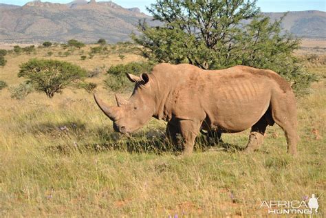 White Rhino South Africa | AfricaHunting.com