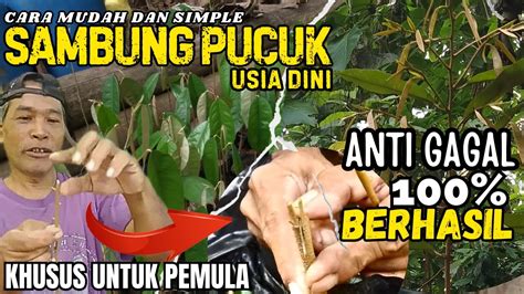 Cara Sambung Pucuk Usia Dini Berhasil Sambung Dengan Musang