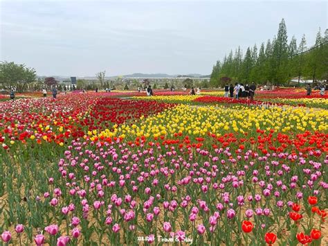 천안 아산 여행 가볼만한곳 아산 피나클랜드 튤립 수선화 축제 식물원 입장료 할인 네이버 블로그