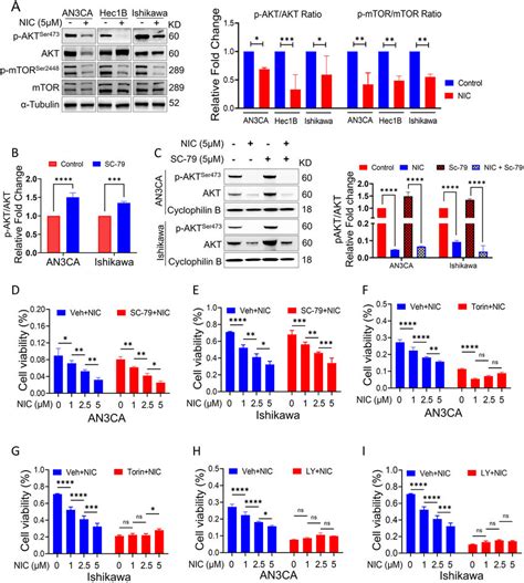 Nic Treatment Inhibits Pi K Akt Mtor Mediated Pathway In Endometrial