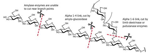 enzyme-cleavage-starch - Brew Your Own