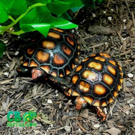 Cherry head tortoise care sheet – Artofit