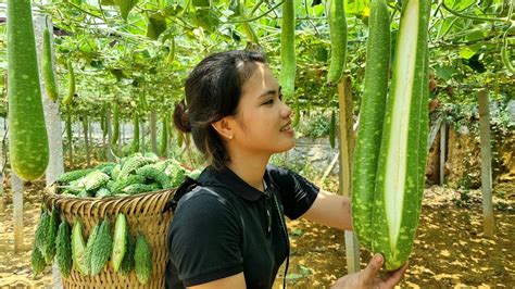 Harvesting Gourd Garden Bitter Melon Fruit Goes To The Market Sell