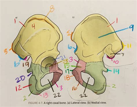 Coxal Bone Diagram Quizlet