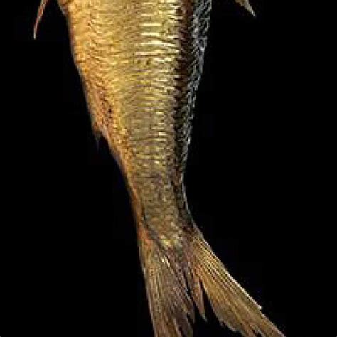 koscher  juedisches museum berlin