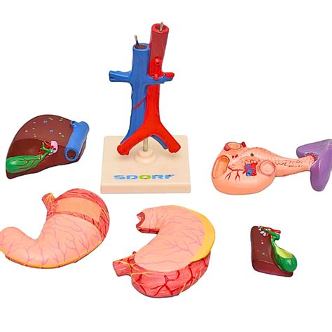 Anatomia Da Vesicula Biliar 7