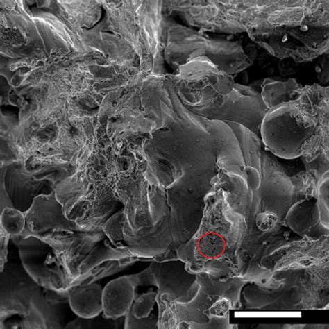 The Sem Images Of The Fracture Morphology For Tensile Specimens A