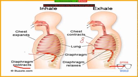 Respiration In Urdu Hindi YouTube