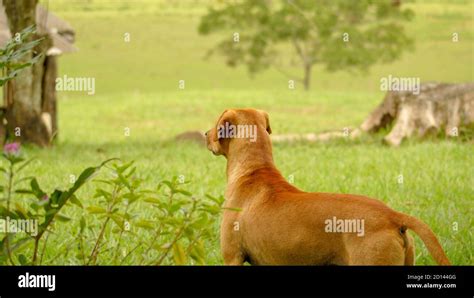 Typical Brazilian Caramel Dog In The Field Stock Photo Alamy