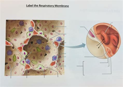 Respiratory Membrane Diagram Quizlet