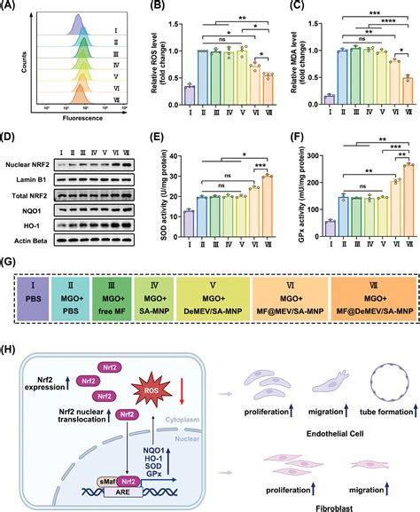 Biohybrid Nanorobots Carrying Glycoengineered Extracellular Vesicles ... 