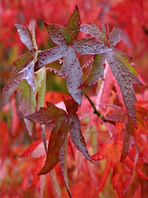 Oderings Garden Centres Deciduous Tree Liquidambar Lane Roberts