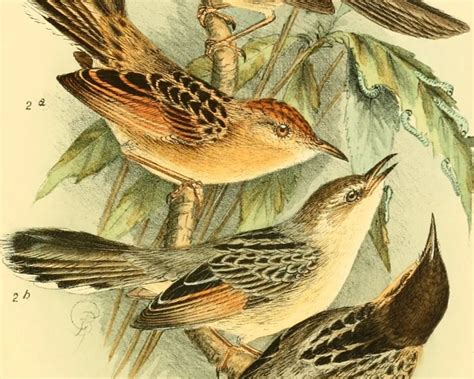 Таміка східна - факти, дієта, ареал і фотографії на Animalia.bio