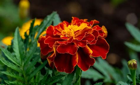 The Benefits Of Having A Marigold Plant At Home Pansy Maiden