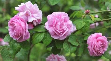 How to Plant, Grow, and Care for Old Garden Roses