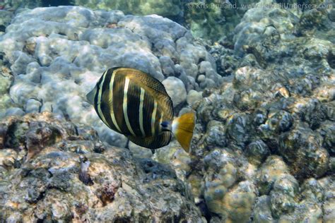 Sailfin Tang Zebrasoma Veliferum Dsc Kris Bruland