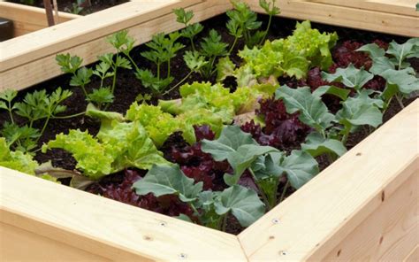 Potager surélevé la méthode qui fontionne pour cultiver vos légumes