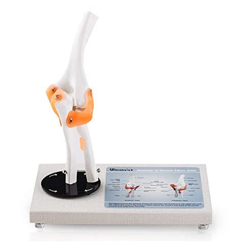 Ultrassist Human Hip Joint Model With Ligaments Flexible 1 1