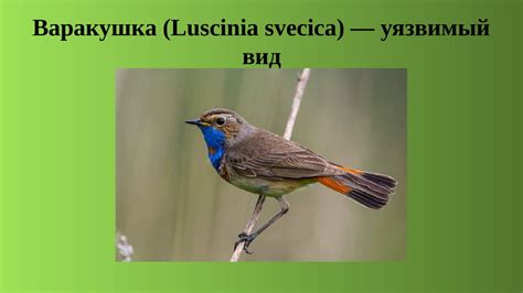 Красная книга птиц Ленинградской области - презентация онлайн