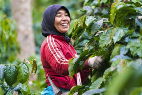 Sumatra Ketiara Farmer Sukarmi Vournas Coffee Trading