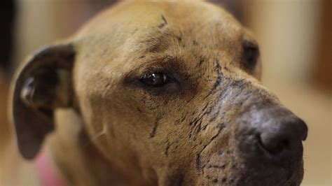 Dömd pedofil hade sex med hund greps igen