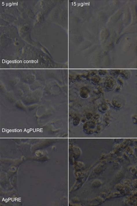 Microscopic images (200-fold magnification) of proliferating Caco-2 ... 