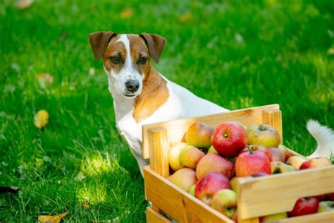 ¿los Perros Pueden Comer Manzana Zooplus Magazine