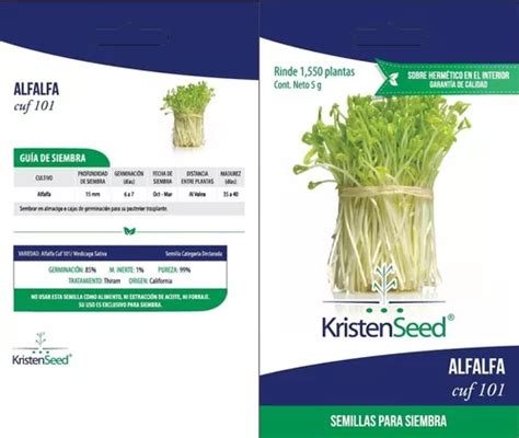 Sobrecitos De Semilla De Alfalfa Germinados Pack Con 10 Pzs MercadoLibre