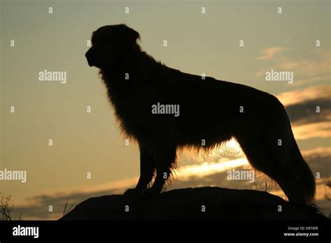 Silhouette Golden Retriever High Resolution Stock Photography And