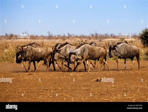 blue wildebeest herd Stock Photo - Alamy