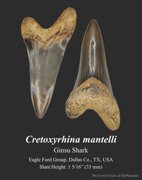 Cretoxyrhina tooth - Members Gallery - The Fossil Forum