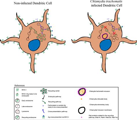 Frontiers Chlamydia Trachomatis Infection Impairs Mhc I Intracellular