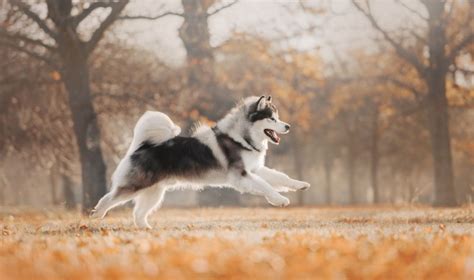 アラスカンマラミュートってどんな犬大きさや性格特徴についてご紹介 犬との暮らし大百科